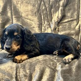 Otto - Black and tan male Dachshund puppy in Litchfield, Michigan from High Country Kennels