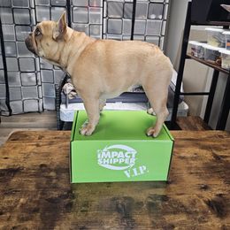 French Bulldog Puppies from LMD Frenchies