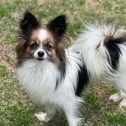 Sadie - Papillon