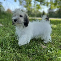 Havanese Puppies from Home with Havanese
