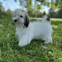 Havanese Puppies from Home with Havanese