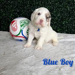Blue Boy - Blue merle male Bernedoodle puppy in Modesto, California from Two Doods Doodles