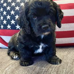 Cockapoo Puppies from Kentucky Cockapoos