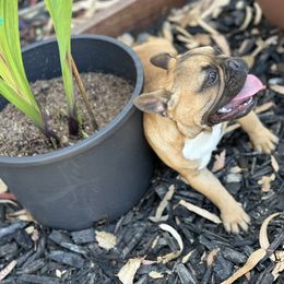 French Bulldog Puppies from Tribe of Judah Kennel