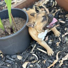French Bulldog Puppies from Tribe of Judah Kennel