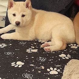 Pug and Shiba Inu Puppies from khshibas-khpugs