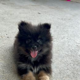 Dorito - Black and tan male Pomeranian puppy in Clinton, Tennessee from Liza’s Aussies & Poms
