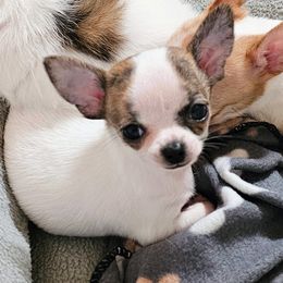 Boy 1 - Sable spotted white Chihuahua puppy in Downey, Idaho from Seven Diamond Chihuahua's