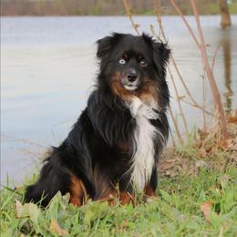 Neptune - Miniature American Shepherd