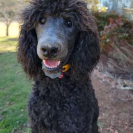 Stormi - Poodle