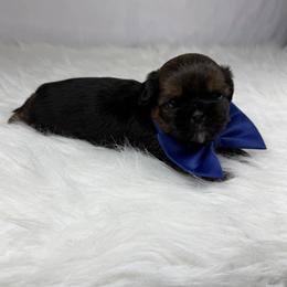 Rolo - Chocolate male Shih Tzu puppy in Columbia, Kentucky from Lisa Bandy Luxe Shih Tzu