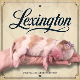 Lexington - Blenheim female Cavalier King Charles Spaniel puppy in Ammon, Idaho from Ammon Acres Cavaliers