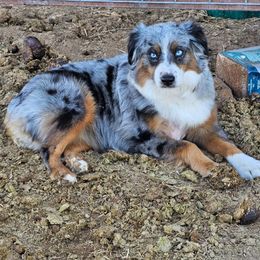 Toy Australian Shepherd All Grown Up from Mobley Ranch Toy Aussies