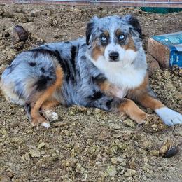 Toy Australian Shepherd All Grown Up from Mobley Ranch Toy Aussies