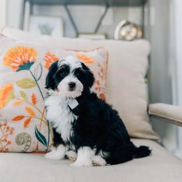 Andy - Tri-color male Bernedoodle puppy in Murray, Utah from Sun Valley Doodles