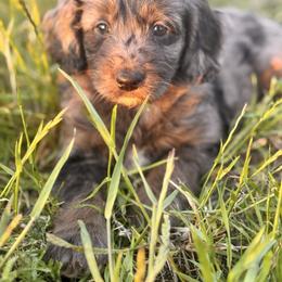 Maverick - Merle male Goldendoodle puppy in Vacaville, California from Starlight Goldendoodles