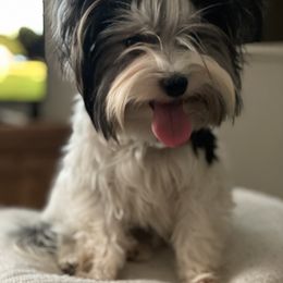 Biewer Terrier and Yorkshire Terrier Puppies from Yorkie Town California