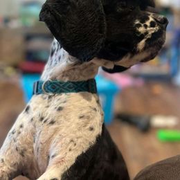 Molly - Cocker Spaniel