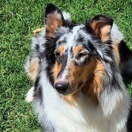Joie - Collie