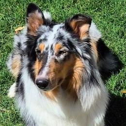 Joie - Collie