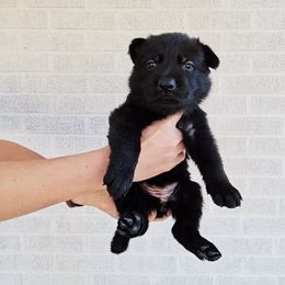 Ruth Gordon - Black female German Shepherd puppy in Winston Salem, North Carolina from Samtastic Shepherds