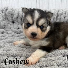 Cashew - Black and white male Pomsky puppy in Eastman, Georgia from Once Upon A Pomsky