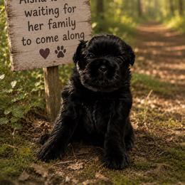 Girl 2 - Black gold and white female Shih Tzu puppy in Augusta, Maine from Zulas Shih Tzu of Maine