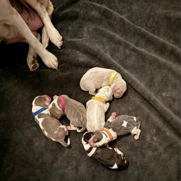 White Collar- Boy - Black white and tan male Beagle puppy in Las Vegas, Nevada from Hound Kings