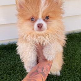Lynx - Orange parti male Pomeranian puppy in San Diego, California from SD Bullies