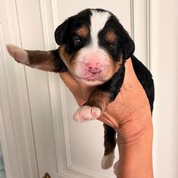 Tips - Tri-color female Bernedoodle puppy in Royse City, Texas from Platinum Bernedoodles of Texas