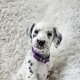 Nyx- long coat - White and black female Dalmatian puppy in Gray, Georgia from Fuller Spots