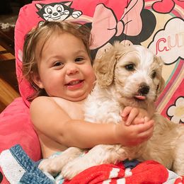 Girl 2 - Sable Bernedoodle puppy in Yatesville, Georgia from High Hopes Doodles
