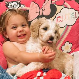 Girl 2 - Sable Bernedoodle puppy in Yatesville, Georgia from High Hopes Doodles