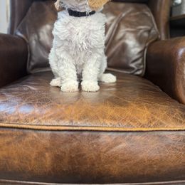 Bernedoodle, Bernese Mountain Dog, and Goldendoodle Puppies from Red Door Canines