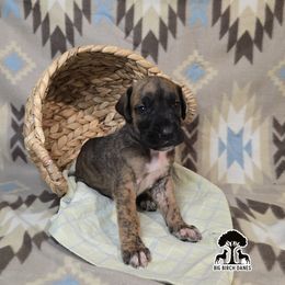 Hazelnut - Brindle female Great Dane puppy in Spiro, Oklahoma from Big Birch Danes