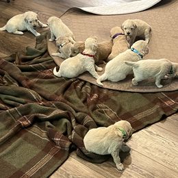 Goldendoodle Puppies from Ellie's Goldendoodles