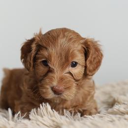 Yellow - Caramel female Australian Labradoodle puppy in Williamstown, New York from Lewis Manor Labradoodles