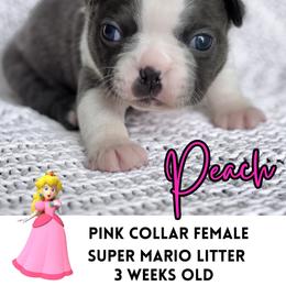 Peach - Blue female Boston Terrier puppy in West Jefferson, Ohio from Kline Kennels