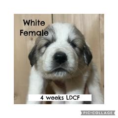 Girl 3 White - White and badger female Great Pyrenees puppy in Gibsonia, Pennsylvania from Little Deer Creek Farm AKC Great Pyrenees