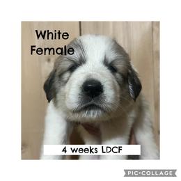 Girl 3 White - White and badger female Great Pyrenees puppy in Gibsonia, Pennsylvania from Little Deer Creek Farm AKC Great Pyrenees