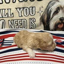 Queen Isabella of A Royal Havanese Court   ISA - Red female Havanese puppy in North Richland Hills, Texas from A Royal Havanese Court