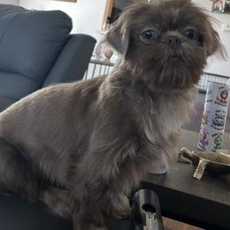 Grandbaby - Shih Tzu