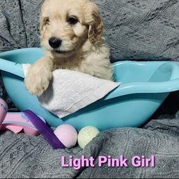 Goldendoodle Puppies from Toneytails Doodles
