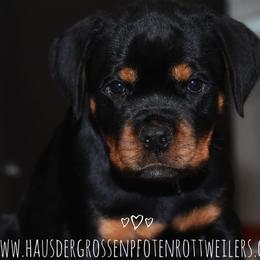 Puppy 3 - Black and mahogany female Rottweiler puppy in Houston, Texas from Haus Der Grossen Pfoten Rottweilers