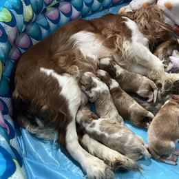 Rothschild - Blenheim male Cavalier King Charles Spaniel puppy in North Bay Village, Florida from Cynthia's Cavaliers