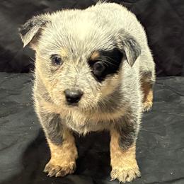 L63-06 - Blue female Australian Cattle Dog puppy in Sheridan, Oregon from 6pk Cattledogs