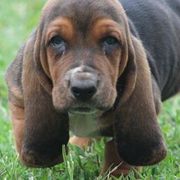 Basset Hounds from Huff's Hounds