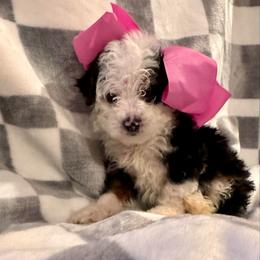 Maggie - Tri-color female Bernedoodle puppy in Auburndale, Florida from Florida Mini Bernedoodles