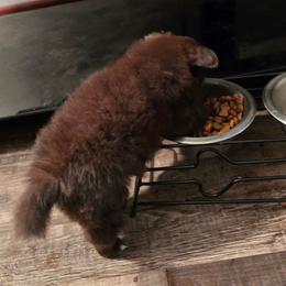 Meadow - Chocolate female Pomeranian puppy in Gun Barrel City, Texas from Petite Poms