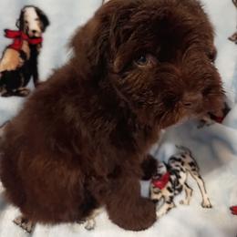 Amaya - Liver female Miniature Schnauzer puppy in Midland, Texas from Shebbies Puppy Palace